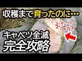 今年もヤバい】2つの病気を知らないとキャベツ栽培で全滅して来年も大被害でます。キャベツ農家が絶対やる病気対策を解説