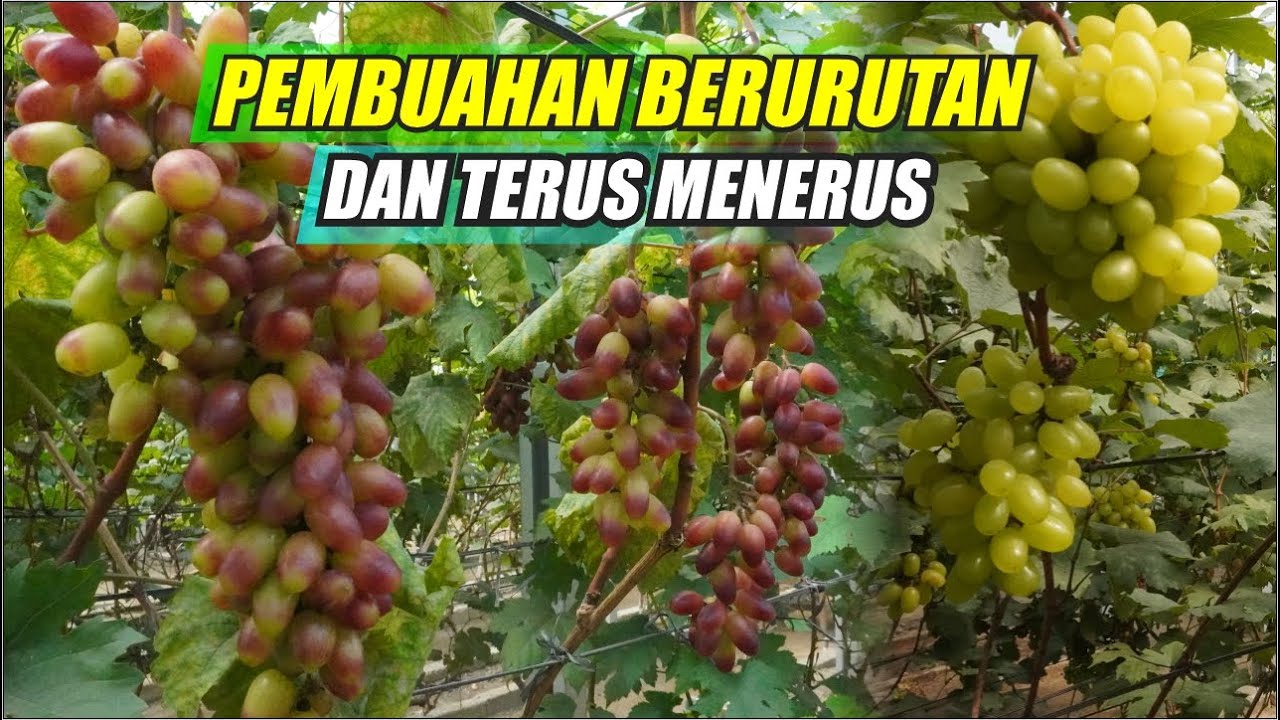 PEMBUAHAN BERURUTAN DAN TERUS MENERUS