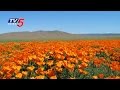Atacama desert turns into a glorius garden