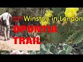 The Plant Traveller: Opuntia Trail - prickly pear for u