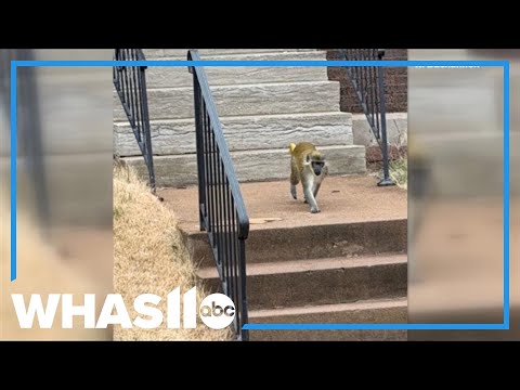 Would You Take A Weightloss Jab For Life? | Loose Women