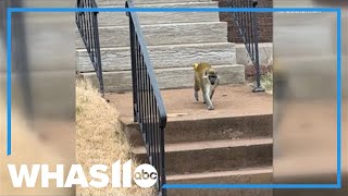 Download Lagu Several monkeys on the loose in St. Louis area MP3