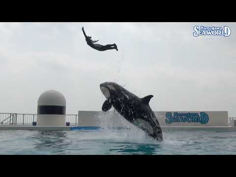 鴨川シーワールド 】KAMO_THEATER Vol.122 - YouTube