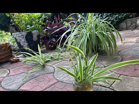 My Chlorophytum whispered in my ear!