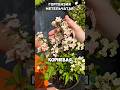 ПО ВОПРОСАМ И ЦЕНЕ 375296011066 все мессенджеры ПО ВОПРОСАМ И ЦЕНЕ 375296011066 все мессенджеры