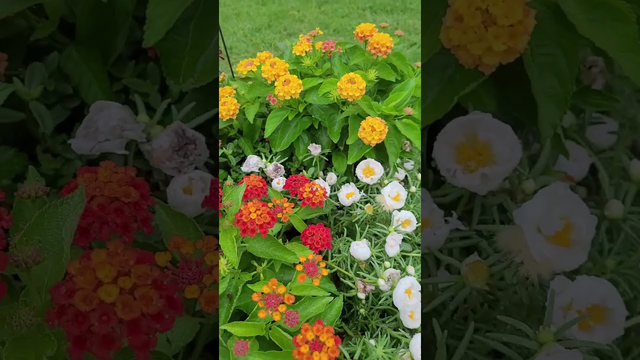 1  1  The Washtub Flower Garden - A Closer Look