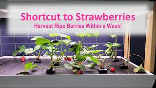 Shortcut to Strawberries!