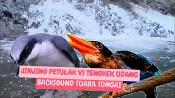 MASTERAN AUDIO JERNIH JINJING PETULAk VS TENGKEK UDANG BACAK SOUND SUARA AIR SUNGAI MENGALIR