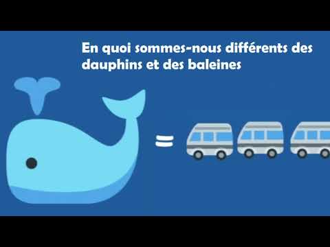 Vidéo: Les Dauphins Et Les Baleines Veulent Donner Des Droits Humains - Vue Alternative