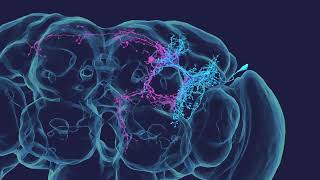 Zoom from neurons to synapses