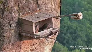 230617 Great Spirit Bluff Cliff Falcon Eyas Return to the Nest Vicariously (explore.org 0650)