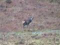 "Major" Red Deer spotting..