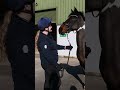 How to... trot up a horse