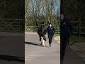 How to... trot up a horse