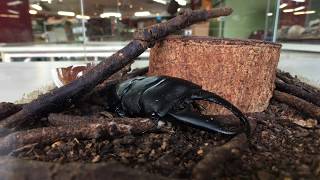 巴拉望巨扁鍬形蟲 dorcus titanus palawanicus