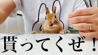 オヤツを奪い逃げ去るうさぎ　#812