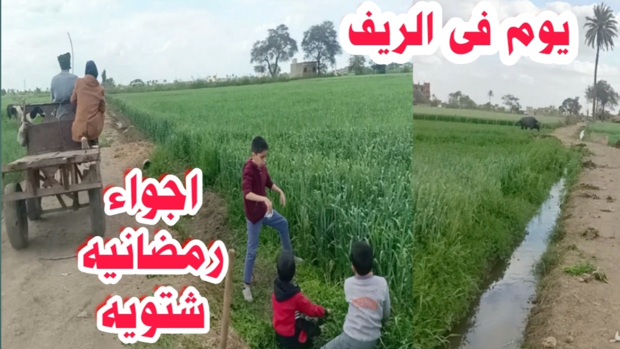 اجواء رمضانيه في الريف المصري الجميل 2026🌳 روحنا الغيط نسقى محصول القمح واتفاجئنا بوجود شئ غريب😱