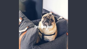 Pulsating Relaxing Your Dog