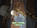 WARNING ⚠️ LIVE FEEDING #warning #live #feed #feeding #batman #brucewayne #clown #snake #animals #bp