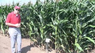How narrow should corn rows go?