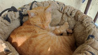 My cats enjoying sunny weather and chilling in the afternoon by kotomaniak 67 views 2 years ago 3 minutes, 5 seconds