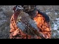 Season When Is In Rabbit Georgia