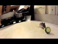 Gopro hero mouse v zucchini