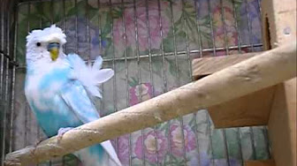 Nan Nan Back Undefined Skip Navigation Search Search Sign In Undefined Play All ハゴロモセキセイインコ 特集 かわいい癒し系 おもしろたのしい 人気動画 連続再生 8 Videos 12 945 Views Last Updated On Mar 4 21 Show More ビコ君美穀生活 Nan Nan Back Undefined Skip Navigation Search Search Sign In Undefined Play All ハゴロモセキセイインコ 特集 かわいい癒し系 おもしろたのしい 人気動画 連続再生 8 Videos 12 945 Views Last Updated On Mar 4 21 Show More ビコ君美穀生活