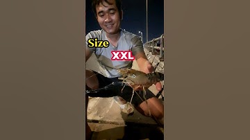 3 Tồ | Tôm càng xanh. #shorts #3To