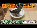 部屋に迷い込んできたオカメインコの雛の体重を測定してみた