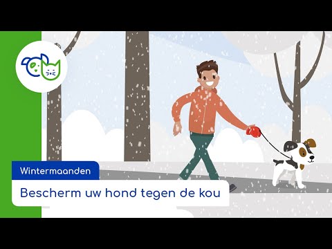 Video: Wat te doen als je een hond in de kou ziet