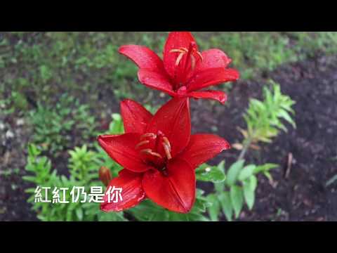 千千闕歌 陳慧嫻 歌詞