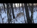 Snaring Coyotes Ep3 .Quick Get The Gun!!