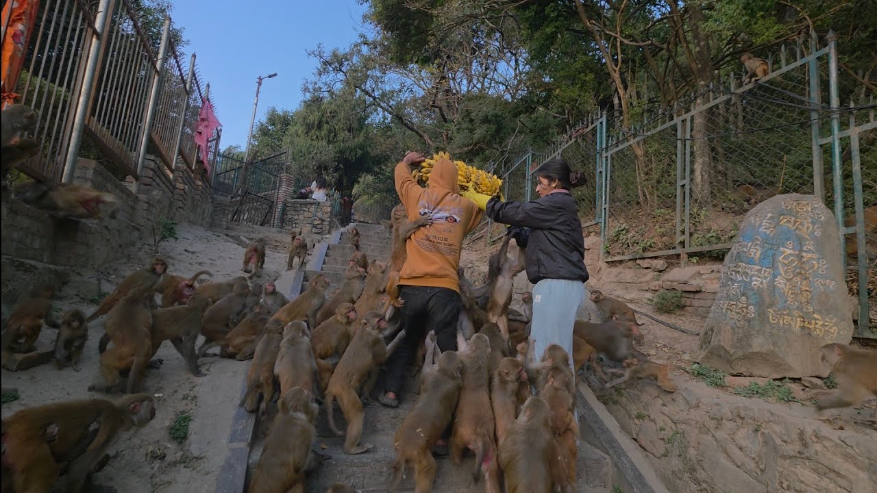 Today’s Special Meal for Monkey 🐒 | Banana, Carrot, Pumpkin & Radish