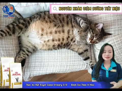 Video: Nhiễm trùng đường tiết niệu ở mèo: Dấu hiệu và cách điều trị