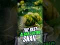 BEST Algae Eating Snail for Pond | Japanese Trapdoor Snail