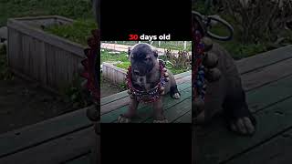 The greatest transformation of dog in the history #viral #shorts #youtube #video
