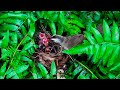 Mother Bird Feeding Bug And Cleaning Up Her Babies Poop — Yellow-Vented Bulbul (EP9 Bird Watching)