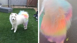 Dog Gets Rainbow Tail To Celebrate NHS