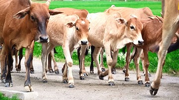 Suara Sapi Moo, kawanan Lembu sapi jinak berkeliling di jalan,ladang, Sapi lucu...