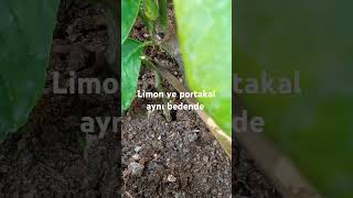 Limon Ve Portakal Aynı Ağaçta