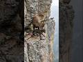 Pyrenean ibex #mothercare#zoology #foryou #awesome #beautiful #viralvideo #beauty
