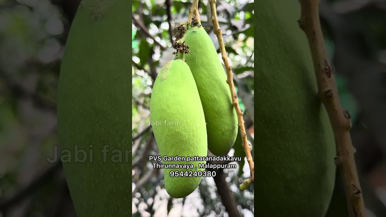 റിസൾട്ട് ഉള്ള ഫ്രൂട്ടുകൾ മാത്രമാണ് ഇവിടെ നിന്ന് കൊടുക്കുന്നത്  #fruitfarming #varietyfruitsplant 