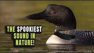 The Spookiest Sound in Nature - Straight Out of a Horror Movie - The Call of the Loon by Harry Collins Photography 718 views 3 months ago 3 minutes, 2 seconds