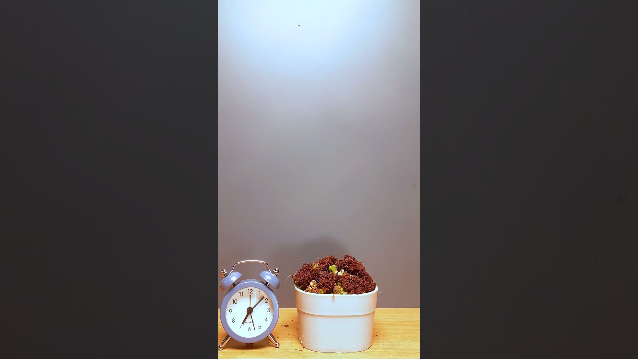 Growing Mung Beans Time Lapse
