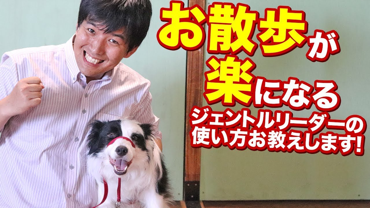 お散歩が楽になるジェントルリーダーの使い方をお教えします！ - YouTube