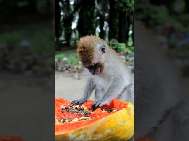 Mukbang Pepaya class=