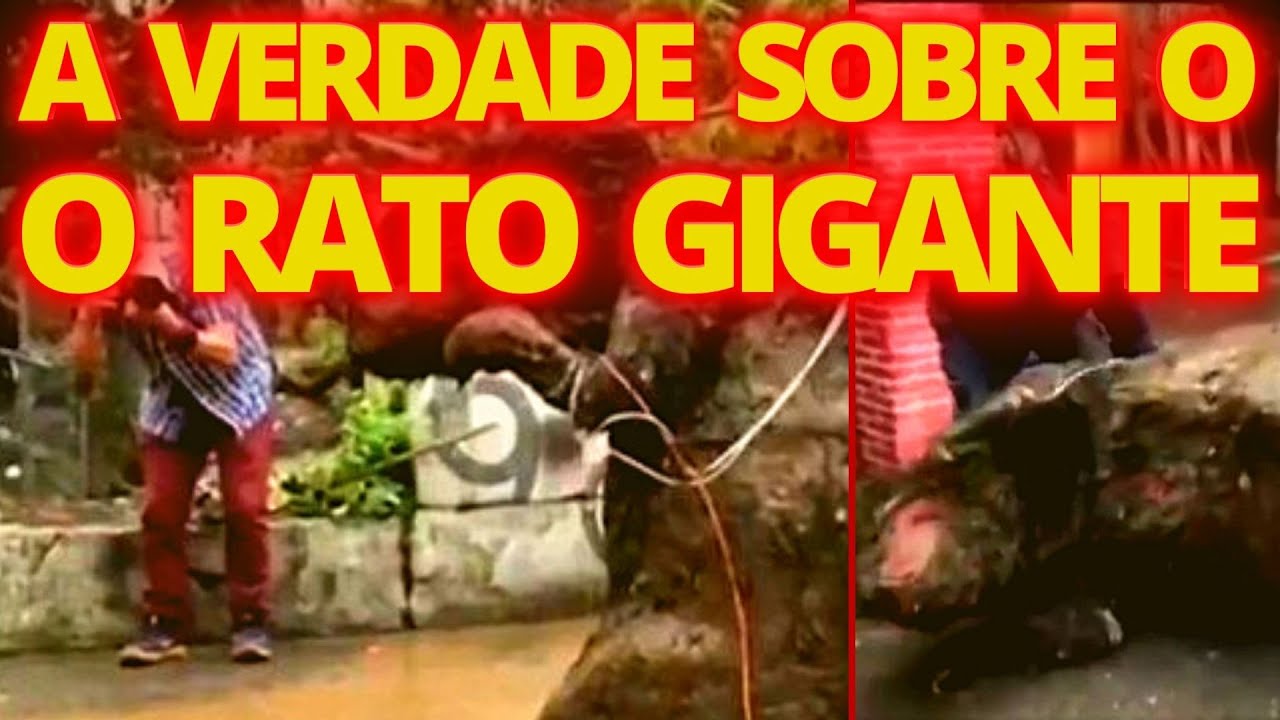 Rato gigante' é encontrado em esgoto no México - vídeo