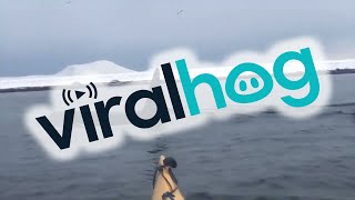 Kayaker Meets Killer Whales || ViralHog