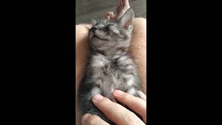 Приколы с котами. Смешные коты. Домашние питомцы. Детский канал. Приколы с котами. Смешные коты. Домашние питомцы. Детский канал.